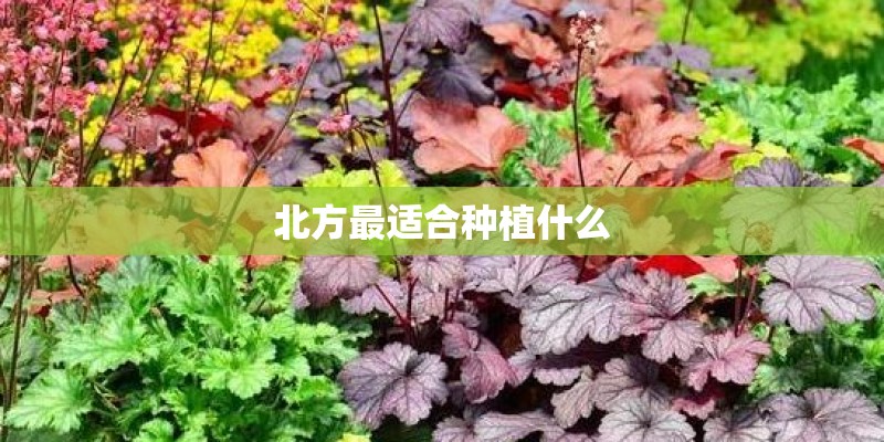北方最适合种植什么