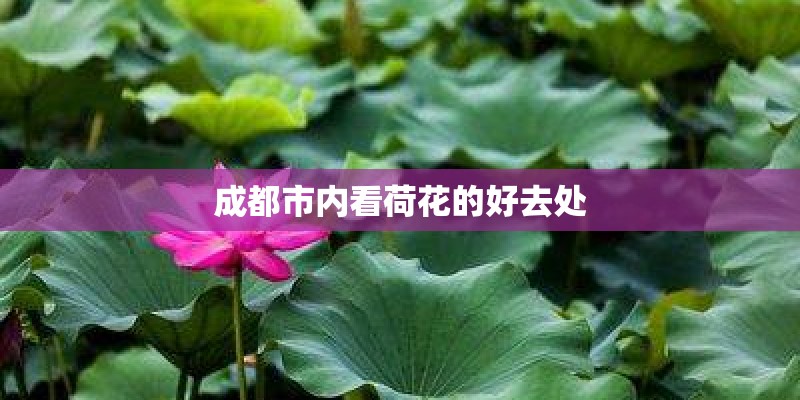 成都市内看荷花的好去处