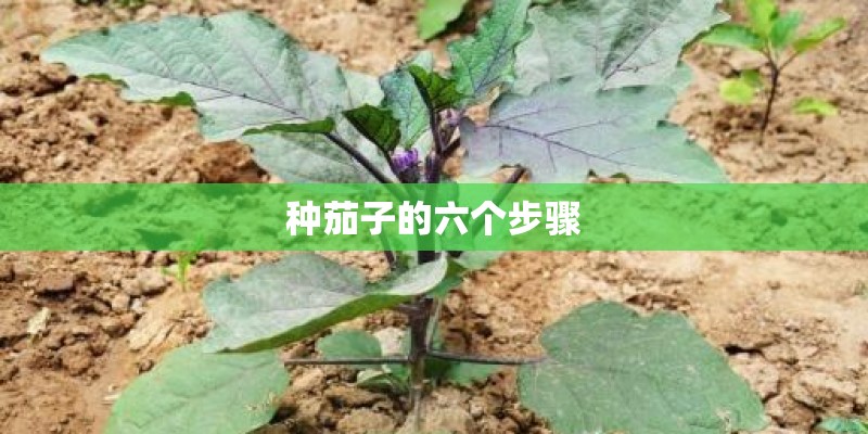 种茄子的六个步骤