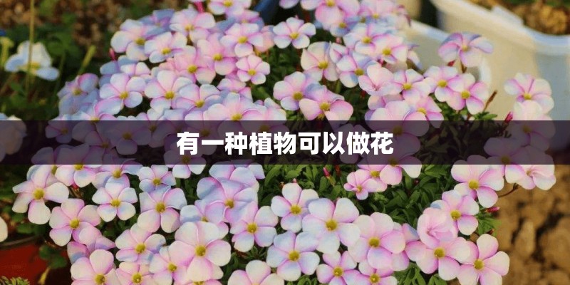有一种植物可以做花