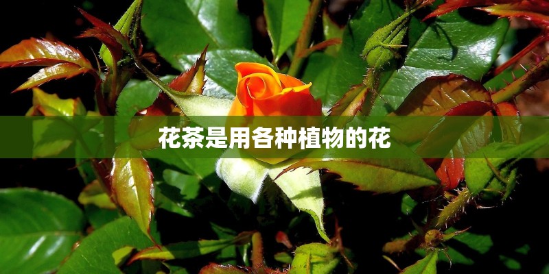 花茶是用各种植物的花