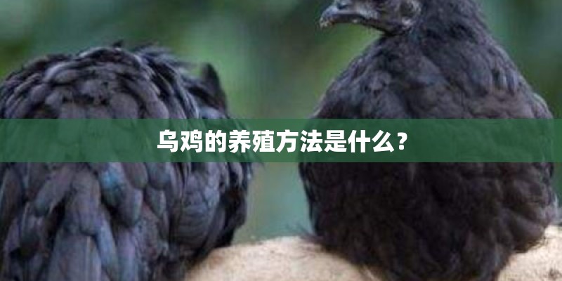 乌鸡的养殖方法是什么？