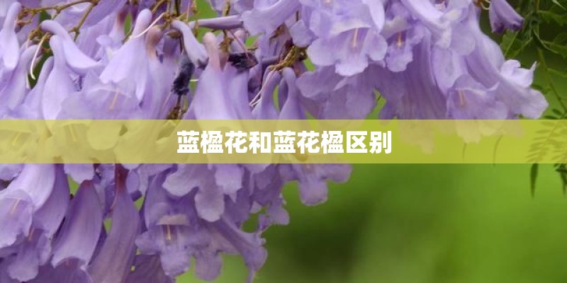 蓝楹花和蓝花楹区别