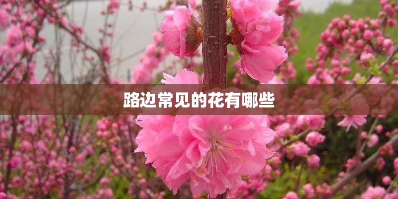路边常见的花有哪些