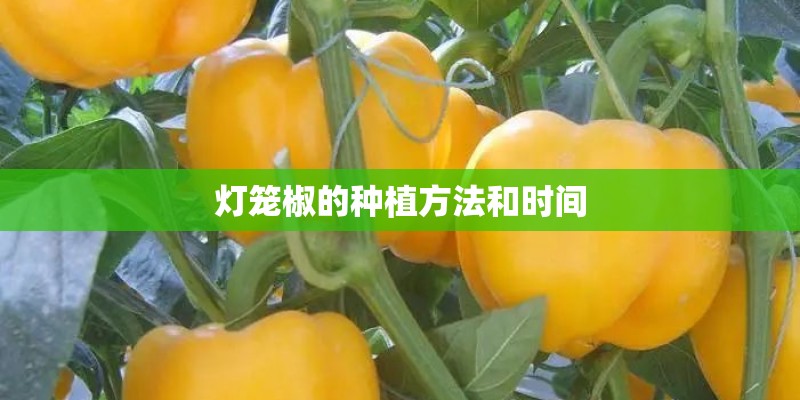 灯笼椒的种植方法和时间