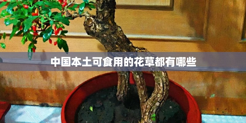 中国本土可食用的花草都有哪些