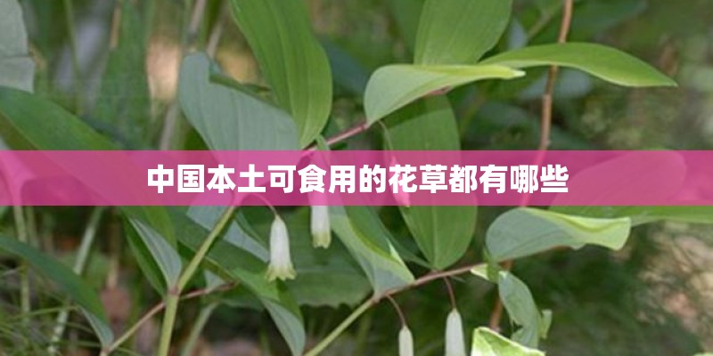 中国本土可食用的花草都有哪些
