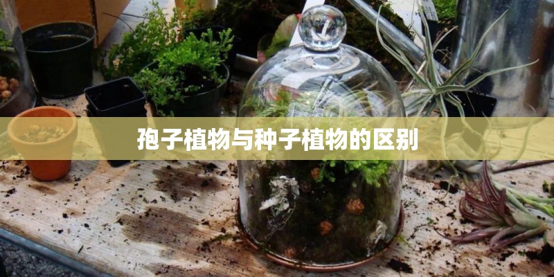 孢子植物与种子植物的区别