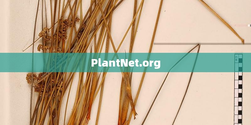 PlantNet.org
