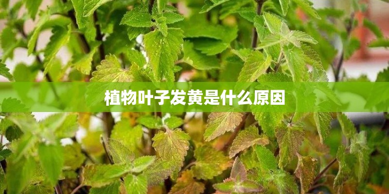 植物叶子发黄是什么原因 植物叶子发黄是什么原因