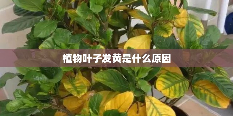 植物叶子发黄是什么原因 植物叶子发黄是什么原因