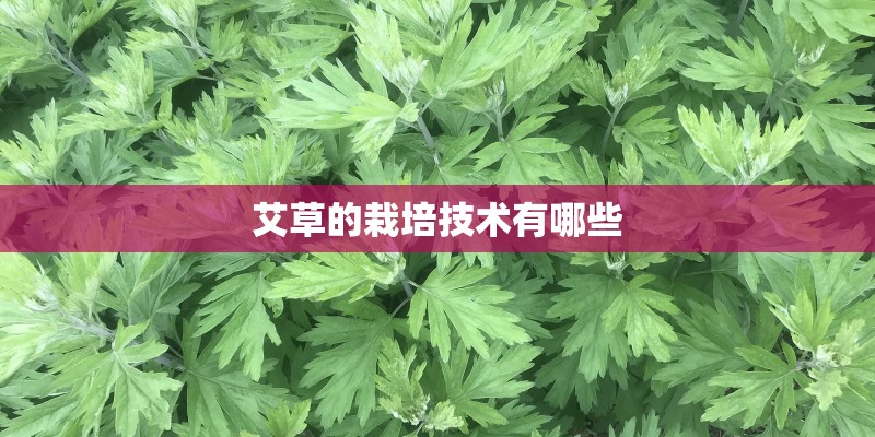 艾草的栽培技术有哪些