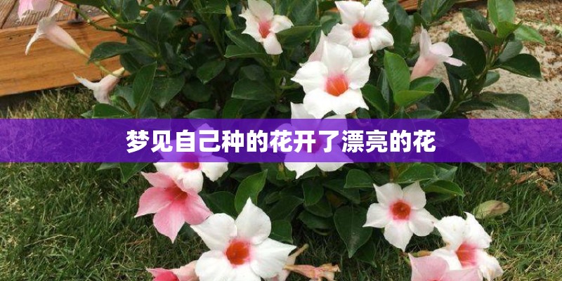 梦见自己种的花开了漂亮的花