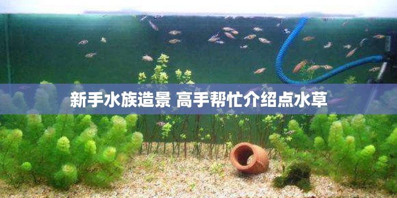 新手水族造景 高手帮忙介绍点水草 新手水族造景 高手帮忙介绍点水草