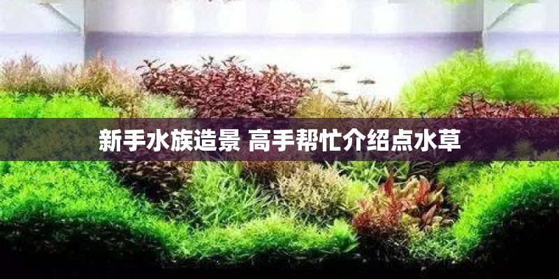 新手水族造景 高手帮忙介绍点水草 新手水族造景 高手帮忙介绍点水草