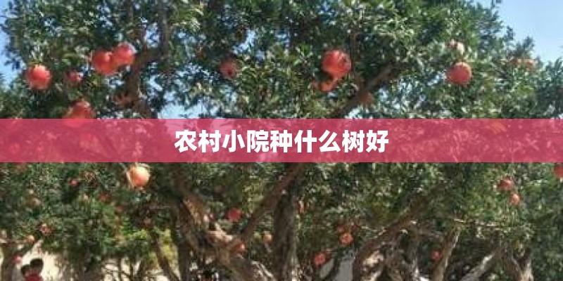农村小院种什么树好