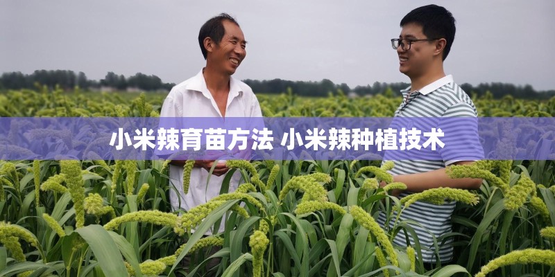 小米辣育苗方法 小米辣种植技术