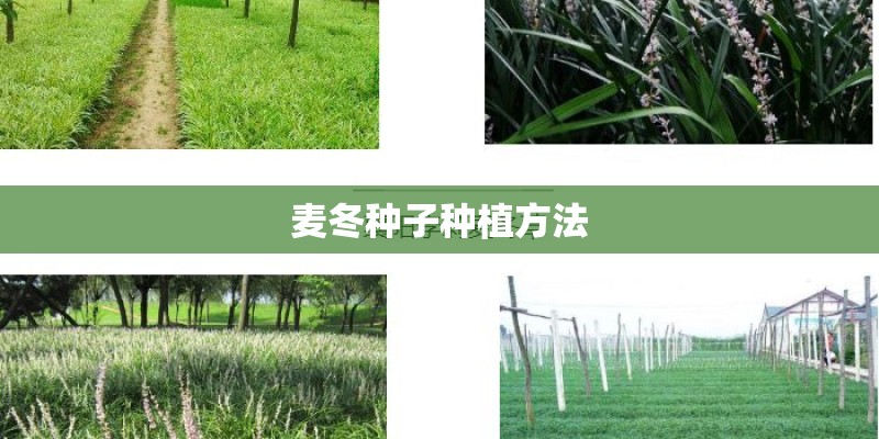 麦冬种子种植方法