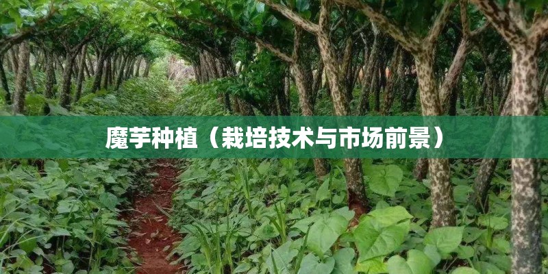 魔芋种植(栽培技术与市场前景) 魔芋种植(栽培技术与市场前景)