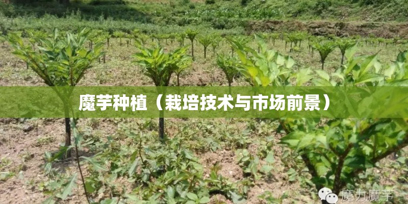 魔芋种植(栽培技术与市场前景) 魔芋种植(栽培技术与市场前景)