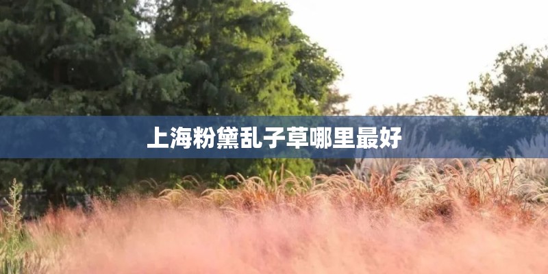 上海粉黛乱子草哪里最好
