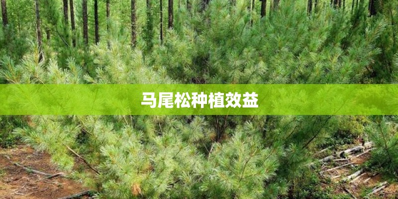 马尾松种植效益 马尾松种植效益