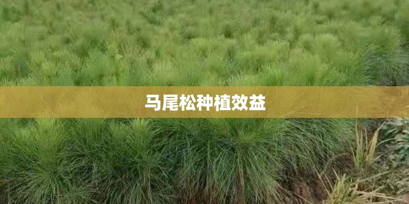 马尾松种植效益 马尾松种植效益
