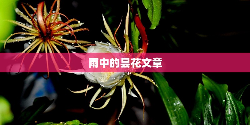 雨中的昙花文章