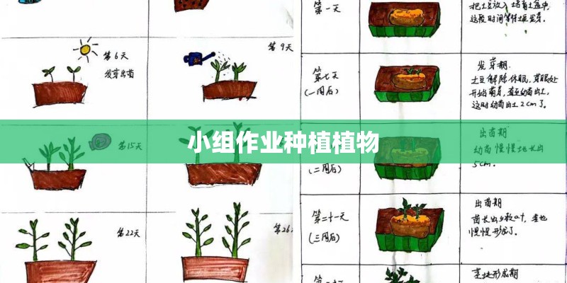 小组作业种植植物 小组作业种植植物