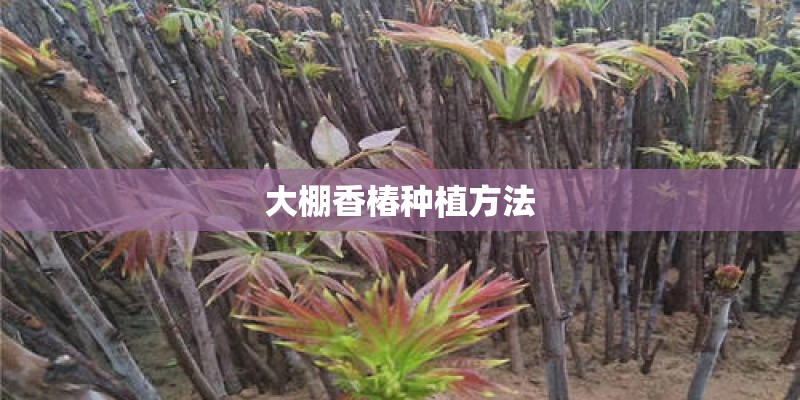 大棚香椿种植方法