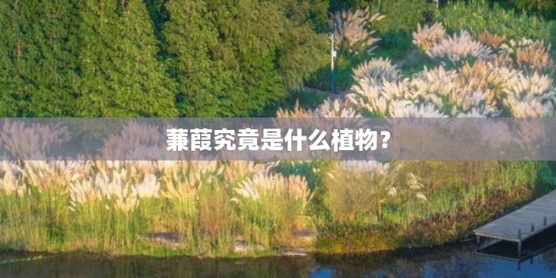蒹葭究竟是什么植物？