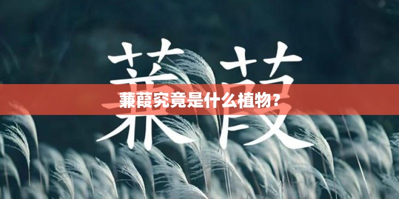 蒹葭究竟是什么植物? 蒹葭究竟是什么植物?