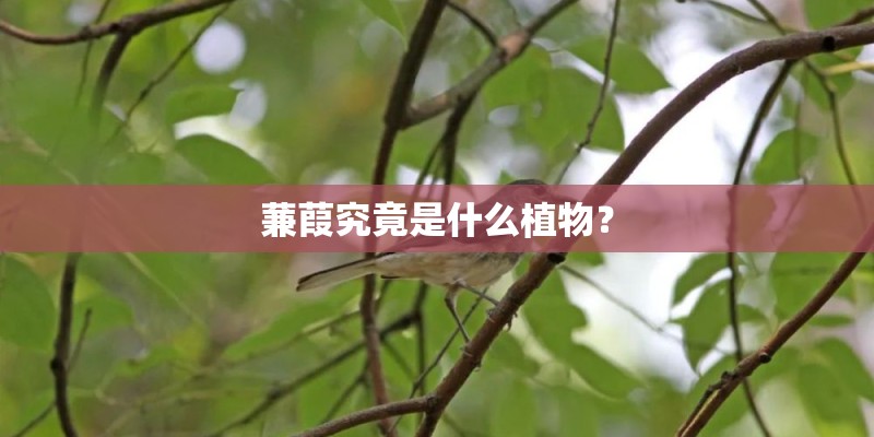 蒹葭究竟是什么植物? 蒹葭究竟是什么植物?
