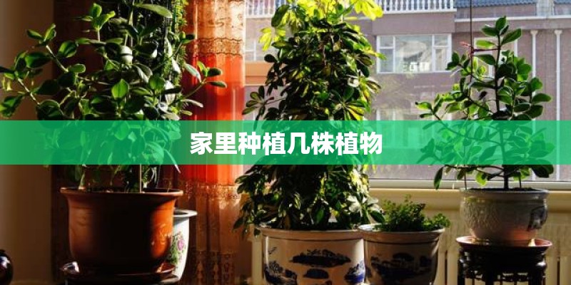 家里种植几株植物