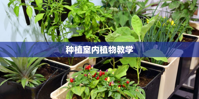 种植室内植物教学