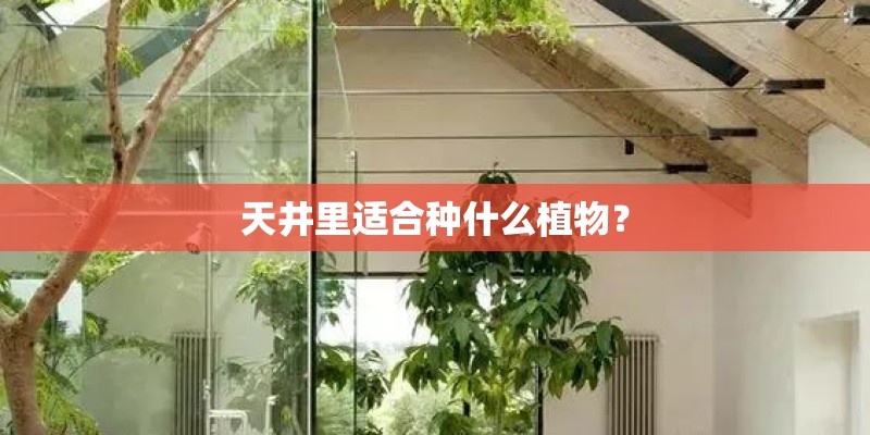 天井里适合种什么植物？