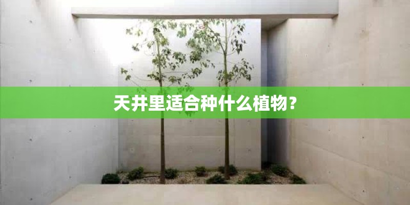 天井里适合种什么植物？