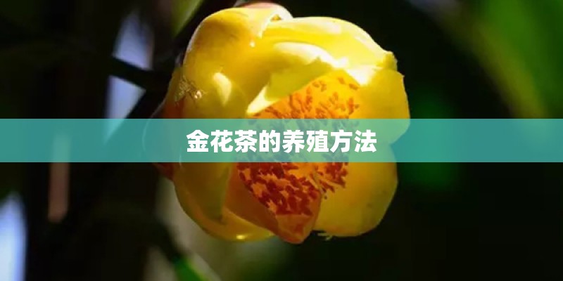 金花茶的养殖方法 金花茶的养殖方法
