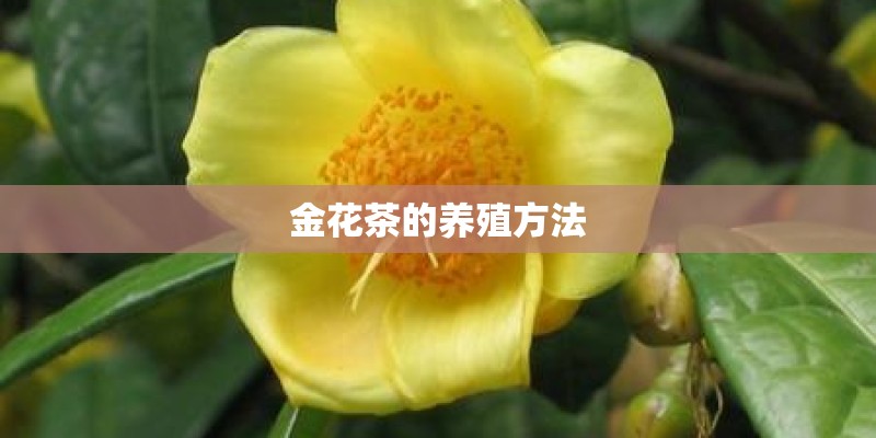 金花茶的养殖方法 金花茶的养殖方法