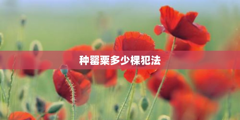 种罂粟多少棵犯法