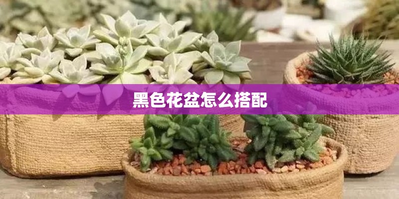 黑色花盆怎么搭配