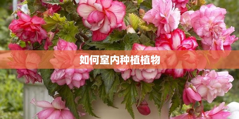 如何室内种植植物
