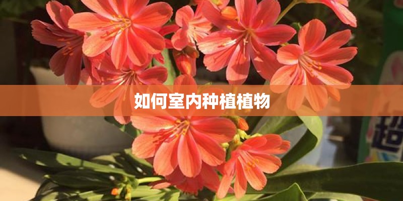 如何室内种植植物