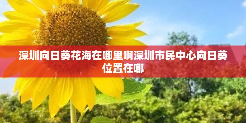 深圳向日葵花海在哪里啊深圳市民中心向日葵位置在哪 深圳向日葵花海在哪里啊深圳市民中心向日葵位置在哪