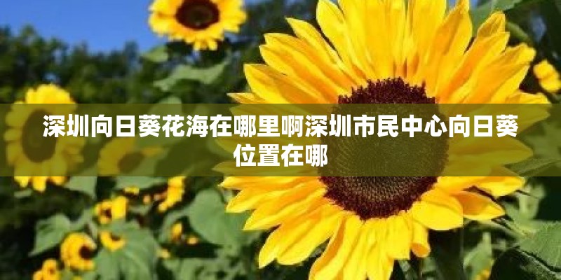 深圳向日葵花海在哪里啊深圳市民中心向日葵位置在哪 深圳向日葵花海在哪里啊深圳市民中心向日葵位置在哪
