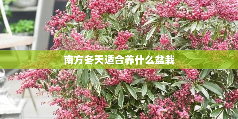 南方冬天适合养什么盆栽