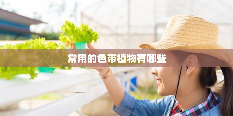 常用的色带植物有哪些