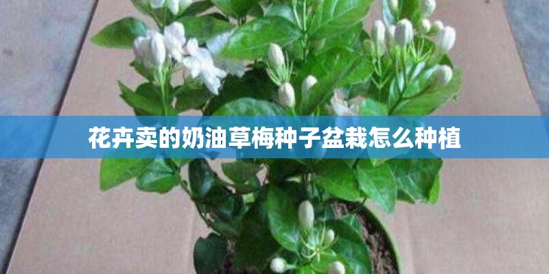花卉卖的奶油草梅种子盆栽怎么种植 花卉卖的奶油草梅种子盆栽怎么种植