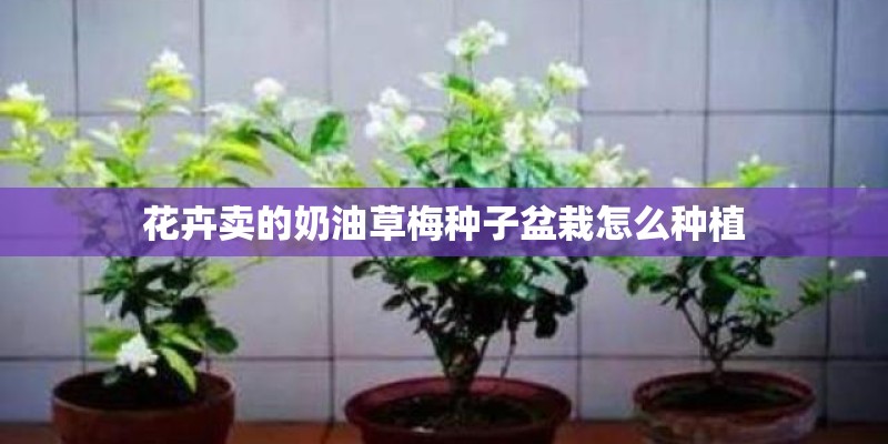 花卉卖的奶油草梅种子盆栽怎么种植 花卉卖的奶油草梅种子盆栽怎么种植