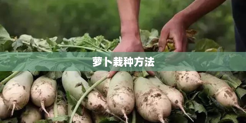 萝卜栽种方法 萝卜栽种方法